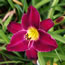Hemerocallis Nosferatu